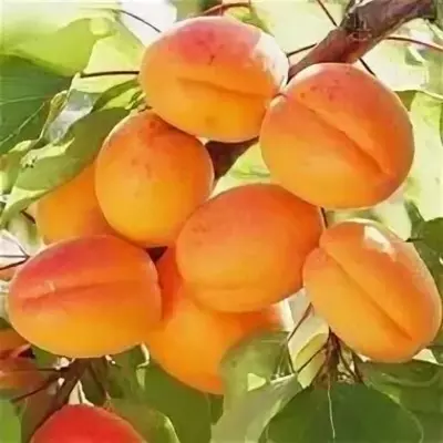 Klon payvandtagli intensiv o'rik ko'chatlari