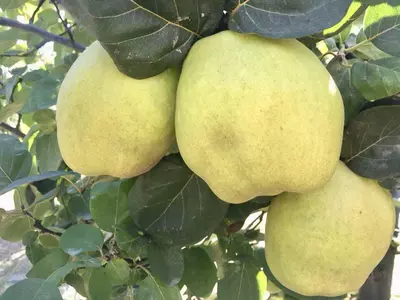 Klon payvandtagli intensiv bexi ko'chatlari