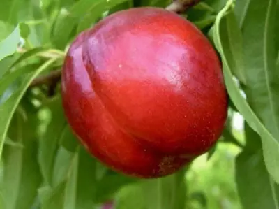 Klon payvandtagli intensiv nektarin ko'chatlari