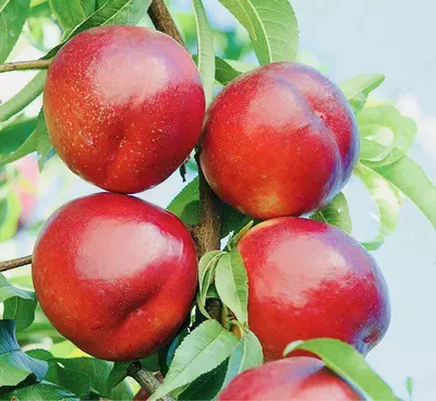 Klon payvandtagli intensiv nektarin ko'chatlari