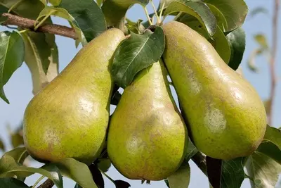 Klon payvandtagli intensiv nok ko'chatlari