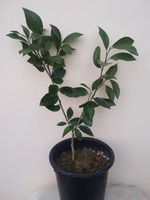 1 yillik Meyer limon ko`chati