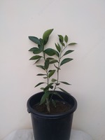 2 yillik Apelsin ko`chati