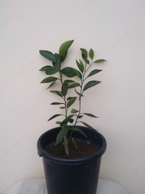 2 yillik Apelsin ko`chati