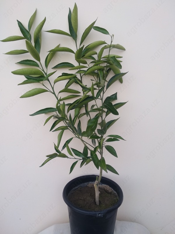 Рассада Мандарина 2год