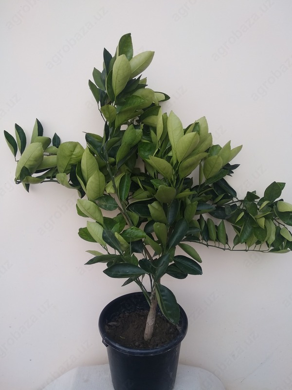 3 yillik Apelsin ko`chati