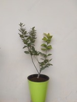 3 yillik Apelsin ko`chati chiroyli idishda