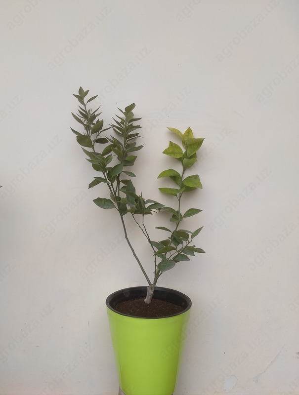3 yillik Apelsin ko`chati chiroyli idishda