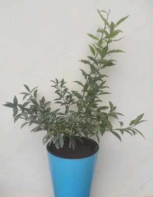 3 yillik Kumquat ko`chati Chiroyli idishda
