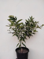 Рассада кумквата 3год