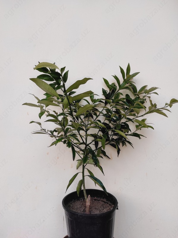 Рассада кумквата 3год