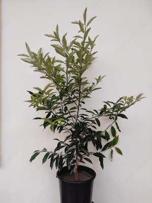 4 yillik Kumquat ko`chati