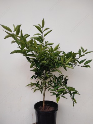 4 yillik Mandarin ko`chati