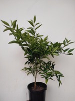 4 yillik Mandarin ko`chati