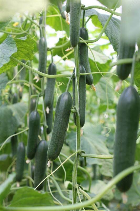 Семена огурца Лами