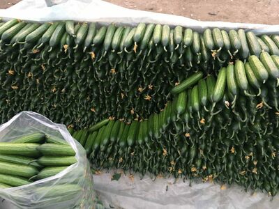 Melen bodring urug'lari