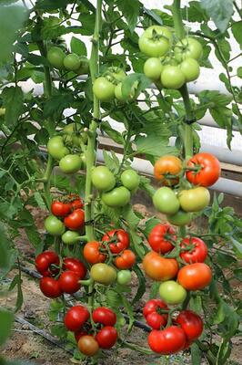 Buran pomidor urug'lari