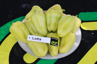 Lotta bulg`or qalampiri urug'lari