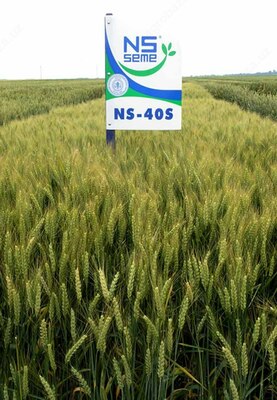 БУГДОЙ - NS 40S