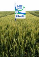 БУГДОЙ - NS 40S