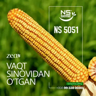 Маккажўхори уруғи НС 5051