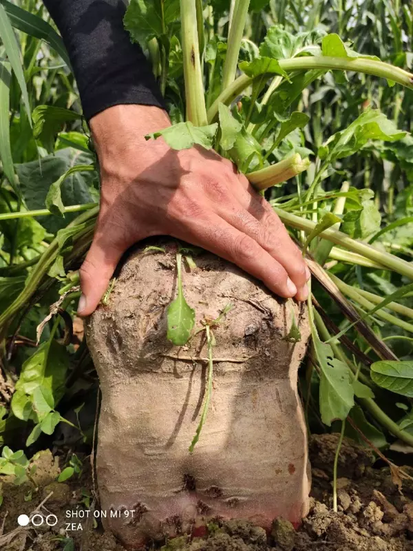 РЕКОРД ва ЦЕНТАУР ОЗУҚА ЛАВЛАГИ