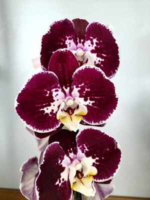 Фаленопсис Armion