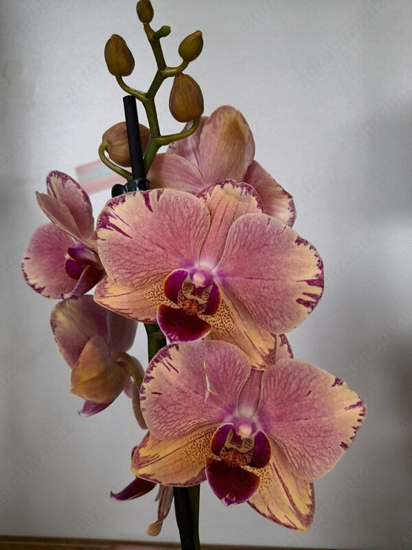 Falenopsis Pirate picotee