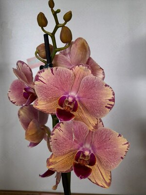 Falenopsis Pirate picotee