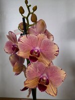 Falenopsis Pirate picotee