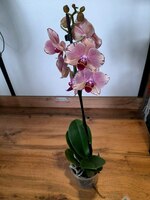 Falenopsis Pirate picotee