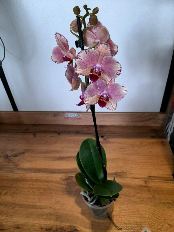Falenopsis Pirate picotee