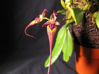 Bulb. putidum × sib 2.5''