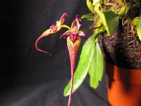Bulb. putidum × sib 2.5''