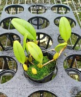 Bulb. putidum × sib 2.5''