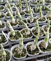 Clowesetum Penang Waltz 2.5"