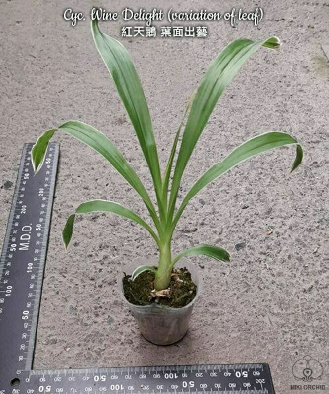 Cyc. Wine Delight (variation of leaf) арома 1.7"