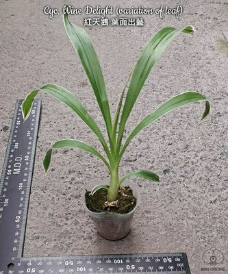 Cyc. Wine Delight (variation of leaf) арома 1.7"