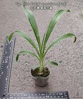 Cyc. Wine Delight (variation of leaf) арома 1.7"