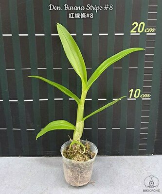 Den. Burana Stripe #8 1.7"