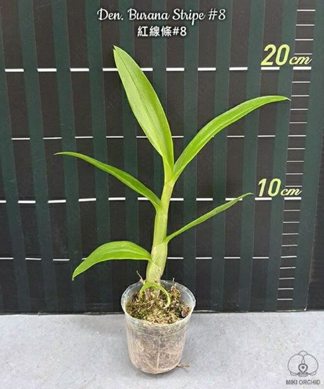 Den. Burana Stripe #8 1.7"