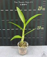 Den. Burana Stripe #8 1.7"