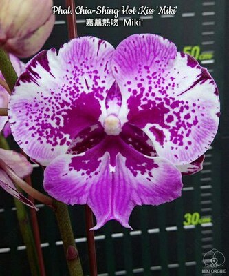 Phal. Chia-Shing Hot Kiss 'Miki' 2.5 "