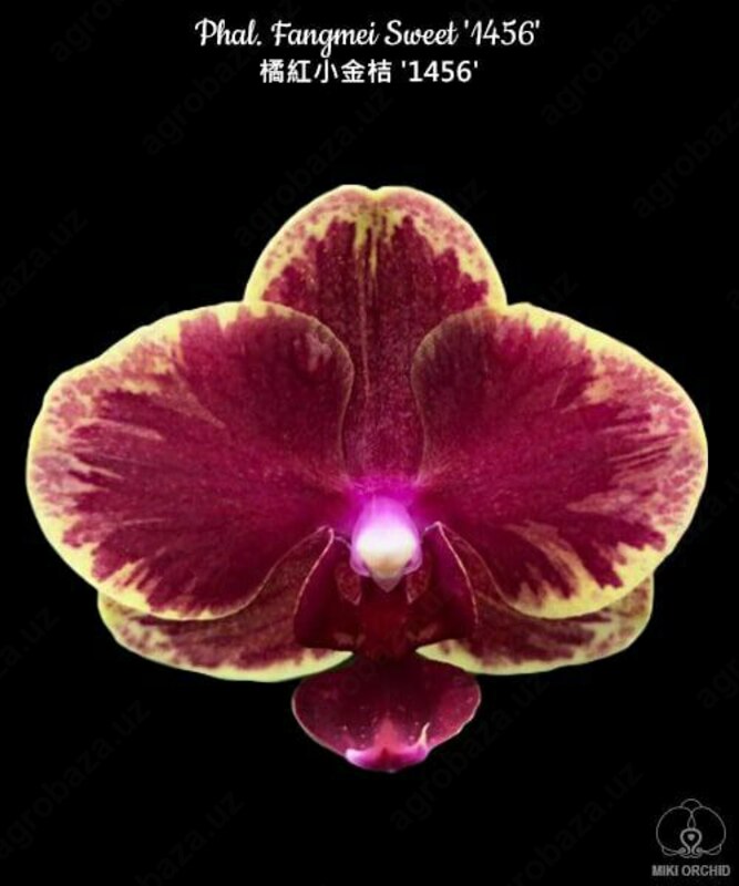 Phal. Fangmei Sweet '1456' 2.5"