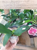 Phal. Fangmei Sweet '1456' 2.5"