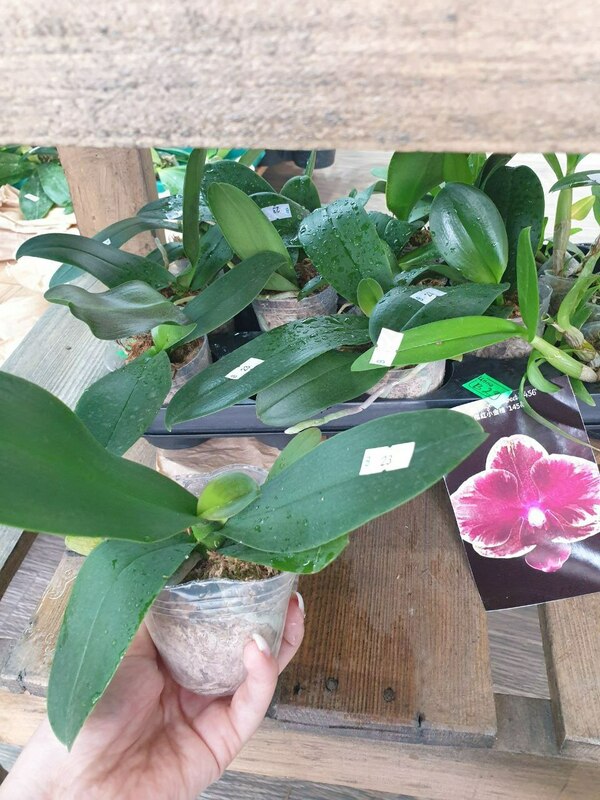 Phal. Fangmei Sweet '1456' 2.5"