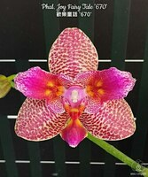 Phal. Joy Fairy Tale '670' 2.5"