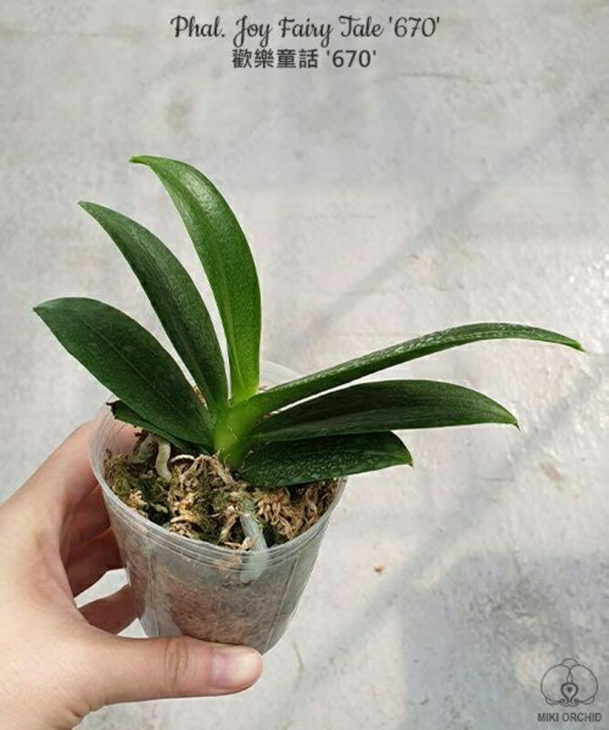 Phal. Joy Fairy Tale '670' 2.5"