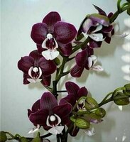 Phal. Kaoda Twinkle 1.7"