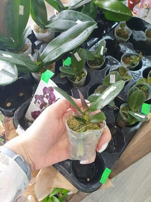 Phal. Kaoda Twinkle 1.7"